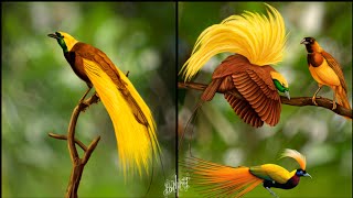 Birds-of-Paradise Project Introduction | Amazon forest Bird