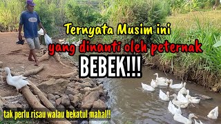 Ternyata musim ini yang dinanti oleh peternak bebek!!!