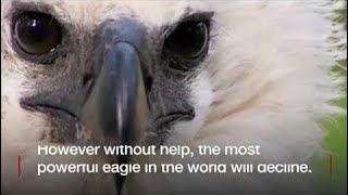 'I fell from the top of the jungle to save an eagle'