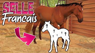 wir ZÜCHTEN unser 🅴🆁🆂🆃🅴🆂 Selle Francais FOHLEN 🐴🤎 Rival Stars Horse Racing