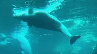 Georgia Aquarium pics of beluga otter dolphin sharks October 2022