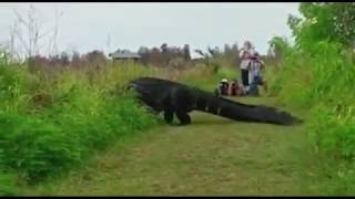 Shocking moment huge alligator in the Circle B Bar Reserve in Polk County, Florida