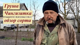 Груша Чингизитка описание сорта