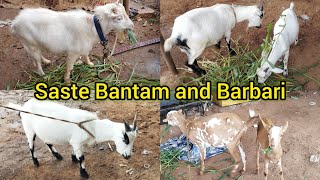 Saste Bantam and Barbari Bakriya | TKR Kaman | Sagar Ring Road | Hyderabad