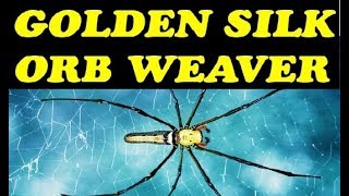 Golden Silk Orb Weaver