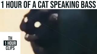 1 Hour of a cat speaking bass