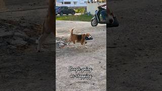 Beagle going for shopping with his wallet|#Shorts