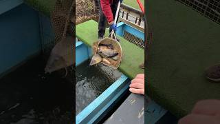 Быстрая рыбалка если сам не поймал, Рыбные пруды #рыбалка #fishing #карп