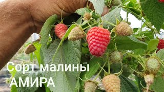 Один из лучших сортов малины!!!Ремонтантный сорт малины АМИРА. Урожайный и вкусный.