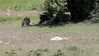 Leopard finds a jackal sleeping