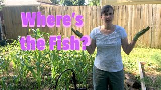 Where's the Fish? | Vlog | Mid-July 2020