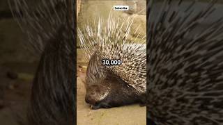 Why You Should NEVER Mess with a Porcupine!