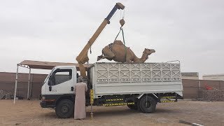 Camel Loading with Crane Truck  And Baby Camel Near Abu Dhbai