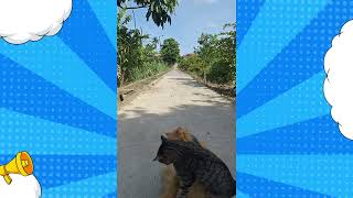 Kucing Oren Berantem 30 Menit