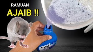 RUMAH ANTI TIKUS SELAMANYA CUMA PAKE INI !!