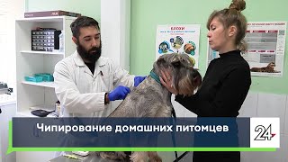 Чипирование домашних питомцев