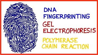 DNA Fingerprinting, Gel Electrophoresis, Polymerase Chain Reaction (PCR)