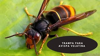 🐝Como hacer una trampa para AVISPA VELUTINA o AVISPA ASIATICA // Trampa  ecológica- Simple&Natural.