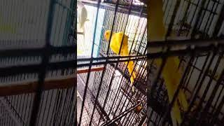 YELLOW RINGNECK TALKING PARROT | cute bird