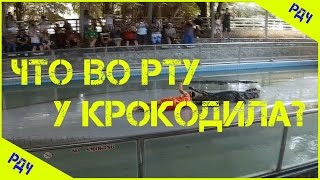 Что во рту у крокодила?