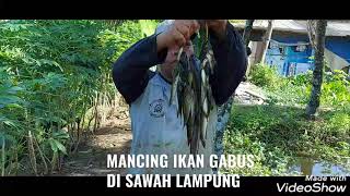 MANCING IKAN GABUS DI SAWAH