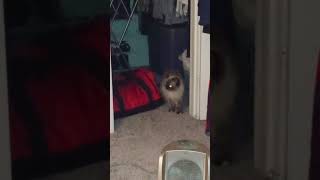 Closet Kitty #catvideos #cat