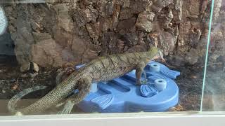 Monitor Lizard Solving Dog Food Puzzle - Reptile Enrichment & Test Of Intelligence