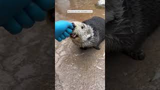 This sea otter was rescued and became an employee at the aquarium #animals #shortvideo