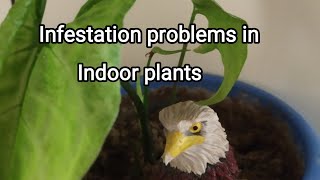 How to solve infestation problems in indoor plants easily