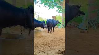 Buffalo and Cow Dairy Farm । Dairy farming in Rajasthan । Milking animals