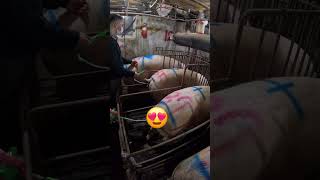 🤔?? #subscribe #piggy #piglet #farming #pig #pigsisbeautiful #shortvideo #shorts #short #fyp #usa