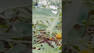 Harvesting Figs #gardening