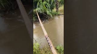 Nganco ikan di siringan sawah