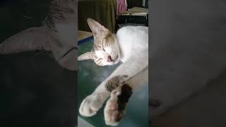 Miming the sleeping beauty😺 #mycats #catlover #pusa #shortsvideoshort #cutecats #kucing