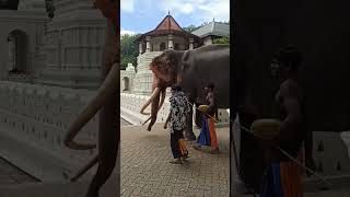 Sri Lanka Elephant😮🐘#shorts#subscribe#srilanaka#srilankaelephant#travel#lanka#elephant#nature