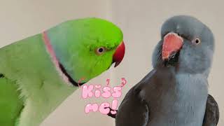 The green parrot (Mani) has to try until when to win the heart of the gray parrot (Misha)? #birds