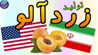 مقایسه تولید زردالو در ایران و امریکا #shorts