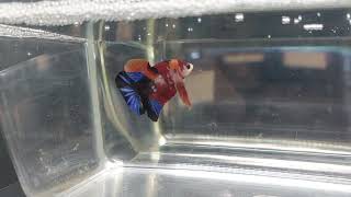 betta maschio hmpk koi cod 108