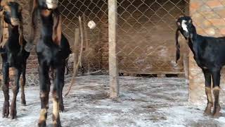 CG AGRO GOAT FARM AMBIKAPUR (CHHATTISGARH)9713876186