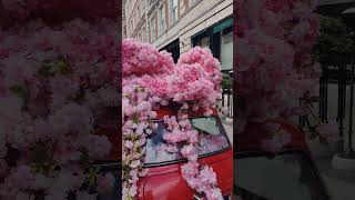 mini Cooper covered in Roses 🌹#minicooper #vintage #classic