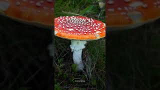 Poisonous mushrooms in the U.K. - woodlands, not for eating! ⚠️