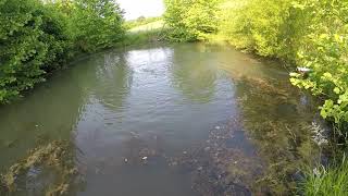 Trout feeding video