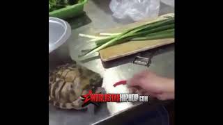 Thats Foul: Dude Gives His Turtle One Of The World’s Hottest Peppers!