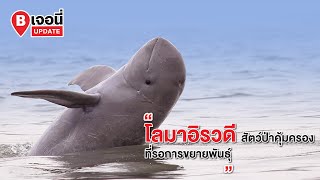 โลมาอิรวดี สัตว์ป่าคุ้มครองที่รอการขยายพันธุ์