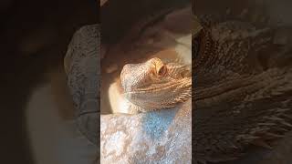 Adorable Bearded Dragon!