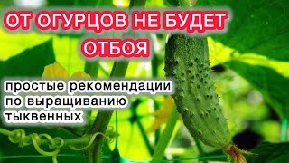 ОГУРЕЦ - в каждом огороде жилец.