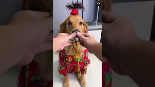 Why this funny dog reaction went viral! #shorts