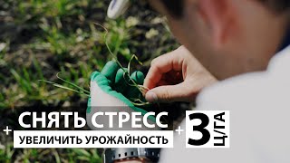 Снятие стресса на озимой пшенице весной и увеличение урожайности на 3 ц/га.