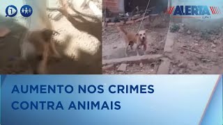 Crimes contra animais crescem