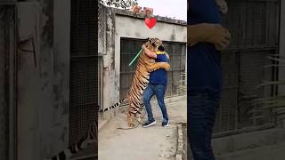 Tiger and his owner True love with humanity, respect master #newshorts #viral #zoo #tiger #bdshorts